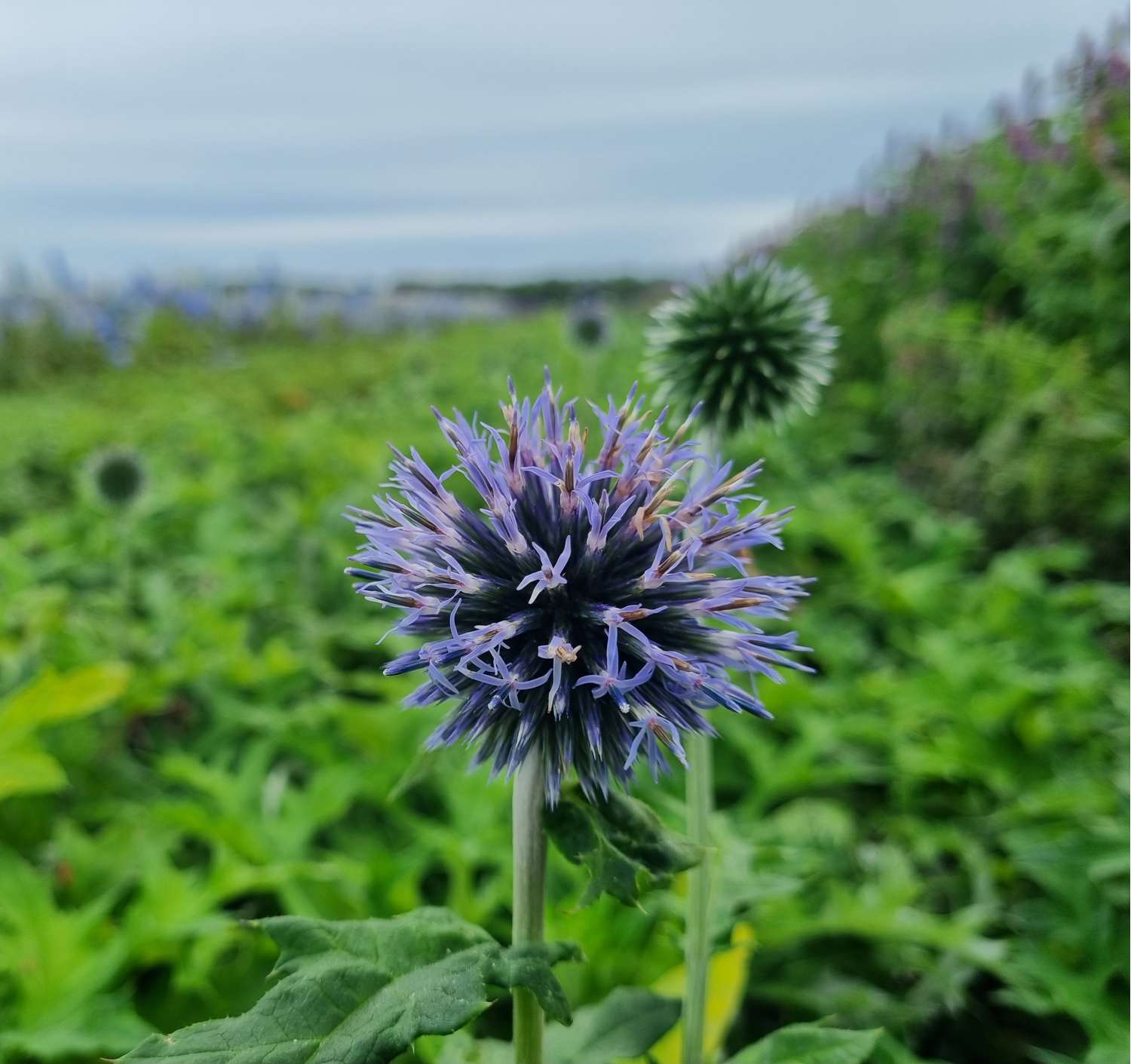 Sinipallo-ohdake 'Blue Glow'